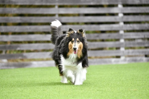 Dog run with synthetic turf